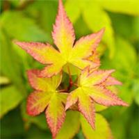 Acer Little Princess Plant Japanese Maple Tree Outdoor Garden Shrub Potted