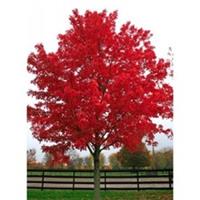 Acer rubrum 'October Glory' / Canadian Red Maple, Peat Free, 5Ltr 90-120cm