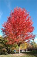 Acer x freemanii Autumn Blaze / Freeman Maple Tree, Peat Free, 5L 140-160cm