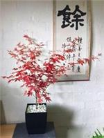 Japanese Maple Acer Palmatum House Tree Indoor Outdoor Plant Garden in Gloss Pot