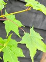 Acer cappadocicum 'Aureum' / Golden Maple, Peat Free, 5L 125-150cm