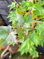 Acer cappadocicum 'Rubrum' / Red Maple, Peat Free, 5L 125-150cm