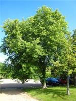Acer saccharinum 'Pyramidale/ Silver Maple Tree, Peat Free, 5L 125-150cm