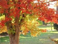 Acer 'Pacific Sunset' / Norway Maple, Peat Free, Autumn Colour, 3L 100-125cm