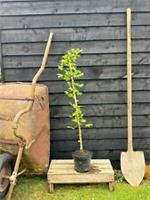 Acer campestre / Field Maple, Peat Free, 3L 90-120cm