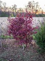 Acer palmatum 'Bloodgood' / Japanese Maple, Peat Free, 3L 50-75cm