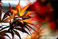 Acer palmatum 'Fireglow' / Japanese Maple, Peat Free, 3L 50-75cm