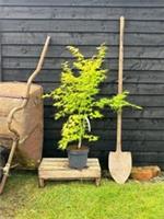 Acer palmatum 'Orange Dream' / Japanese Maple, Peat Free, 3L 75-100cm