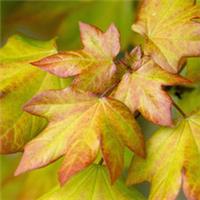 Acer orientalia - Maple Tree | Deciduous Small Hybrid Ornamental Tree | 5-6ft