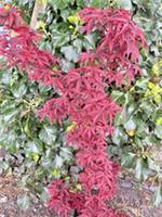 Japanese Maple Acer Palmatum Twombley's Red Sentinel in 1 Litre Pot.