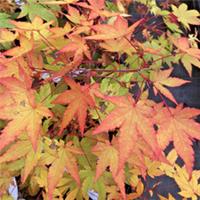 Japanese Maple. Acer Palmatum Senkaki in 1 Litre Pot. Beautiful Red Winter Stems