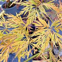Japanese Maple. Acer Palmatum Viridis in 2L Pot. Interesting Leaf Shape