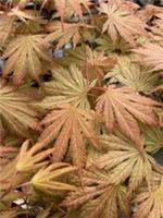 Japanese Maple. Acer Palmatum Ariadne in 1 Litre Pot. Beautiful Leaf Colours