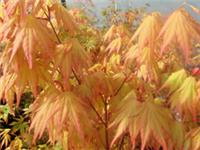 Japanese Maple. Acer Palmatum Orange Dream in 2 L Pot. Beautiful Spring Leaves