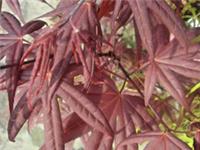 Japanese Maple. Acer Palmatum Atropurpureum in 2L Pot. Purple Leaf Maple