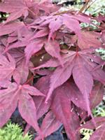 Japanese Maple. Acer Palmatum Okagami in 2 Litre Pot. Beautiful Purple Colour