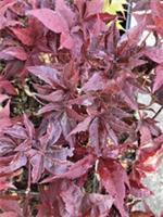 Japanese Maple. Acer Palmatum Peve Ollie in 2L Pot. Beautiful Coloured Leaves