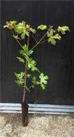 1 Field Maple - Acer campestre - trees 40cm cell grown
