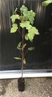3 X Sycamore Tree Acer Pseudoplatanus Cell Grown 40-60 Cm Tall - Garden Ready