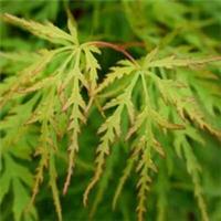 Acer seiryu | Plug Plant | Japanese maple