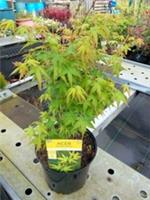 XL JAPANESE ACER BI HOO or Bi Ho Maple Tree 28-30in 7.5L Pot Golden Winter Stems