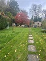 50 Japaneses Maple AcerSeeds Fresh From The Tree 2024