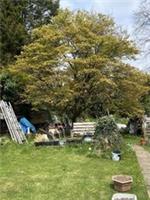 20 Japaneses Maple AcerSeeds Fresh From The Tree 2024