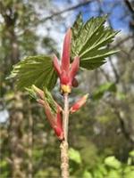 Sycamore Tree - Aser pseudoplatanus Plant
