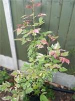 XLg Acer Negundo FLAMINGO Maple Tree 7.5itre Pot Variegated Pink Green White