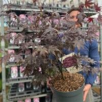 Acer palmatum 'Bloodgood' 3L / 10L / 70L / 90L