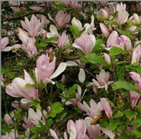 1X 3-4FT LARGE MAGNOLIA GEORGE HENRY KERN PLANT TREE (Hybrid Magnolia) 3L
