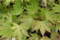 Acer palmatum 'Orange Dream' 15cm Pot Size