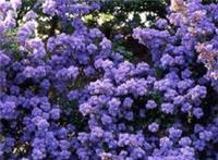 1X 4-5FT LARGE CEANOTHUS DENTATUS SHRUB - FLOWERING EVERGREEN PLANT - 5L