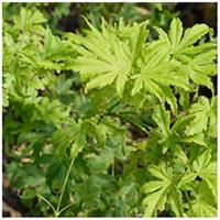 Acer palmatum 'Going Green' 15cm Pot Size