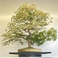 Way Of Life Bonsai Tree Acer Palmatum Beni Schichihenge-FREE UK DELIVERY/NARUKO