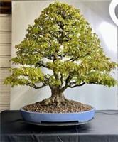Way Of Life Bonsai Tree Acer Buergerianum - Trident Maple - FREE UK DELIVERY