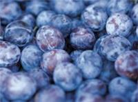 Prunus Czar Plum Fruit Tree 5-6ft Supplied in a 7.5 Litre Pot