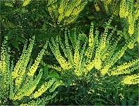 Mahonia media Winter Sun Plant (Large) 30-40cm Supplied in a 3 Litre Pot