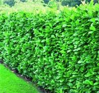 10 Large 3-4ft Cherry Laurel Evergreen Hedging Trees in 3L Pots By Direct Plants