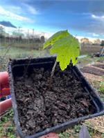 Sycamore 2024 Sapling 10-20cm Great for bonsai, kids gardening or tree growing