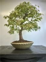 Way Of Life Bonsai Tree - Mountain Maple - FREE UK DELIVERY/NARUKO