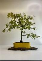 Way Of Life Bonsai Tree - Mountain Maple - FREE UK DELIVERY/NARUKO
