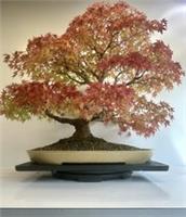 Way Of Life Bonsai Tree Acer Palmatum- Mountain Maple - FREE UK DELIVERY