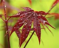 Acer palmatum cv 'FIRE GLOW' GRAFTED - Fire Glow Japanese Maple