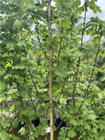 Acer Campestre Elsrijk Tree 6ft Tall Supplied in a 12 Litre Pot by Directplants