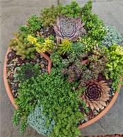 Hardy Sedum Rooted Plant Cuttings Rockery Succulents(Choose your own)