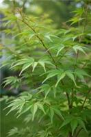 Acer palmatum Emerald Lace Japanese Maple 15cm Pot Hardy Ornamental Tree