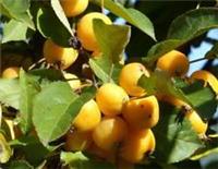 Malus Butterball Crab Aplle Fruit Tree 6ft Supplied in a 12L Pot by Directplants