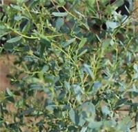 Eucalyptus French Blue Evergreen Tree 6ft Supplied in a 12L Pot by Directplants