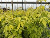 Acer Negundo Kellys Gold Maple Tree 6ft Tall | Golden Foliage | 7.5 Litre Pot